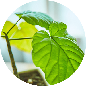 世田谷自然食品初の会報誌「元気通信」の表紙