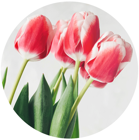 ピンク色のチューリップの写真